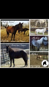 Lady's Legacy Equine Rescue