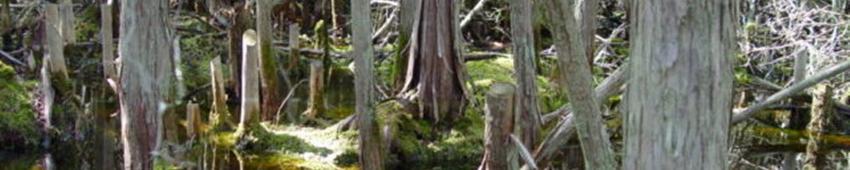 Friends Of The Mashpee National Wildlife Refuge Inc