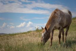 The Kindness Ranch Animal Sanctuary