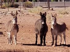 Great Spirit Animal Sanctuary, Inc