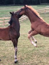 13 Hands Equine Rescue