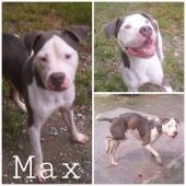 Lovable Paws Rescue