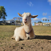 Goats With Horns Animal Sanctuary