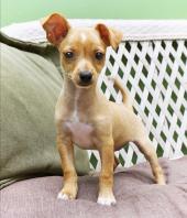 Humane Society Of Wickenburg