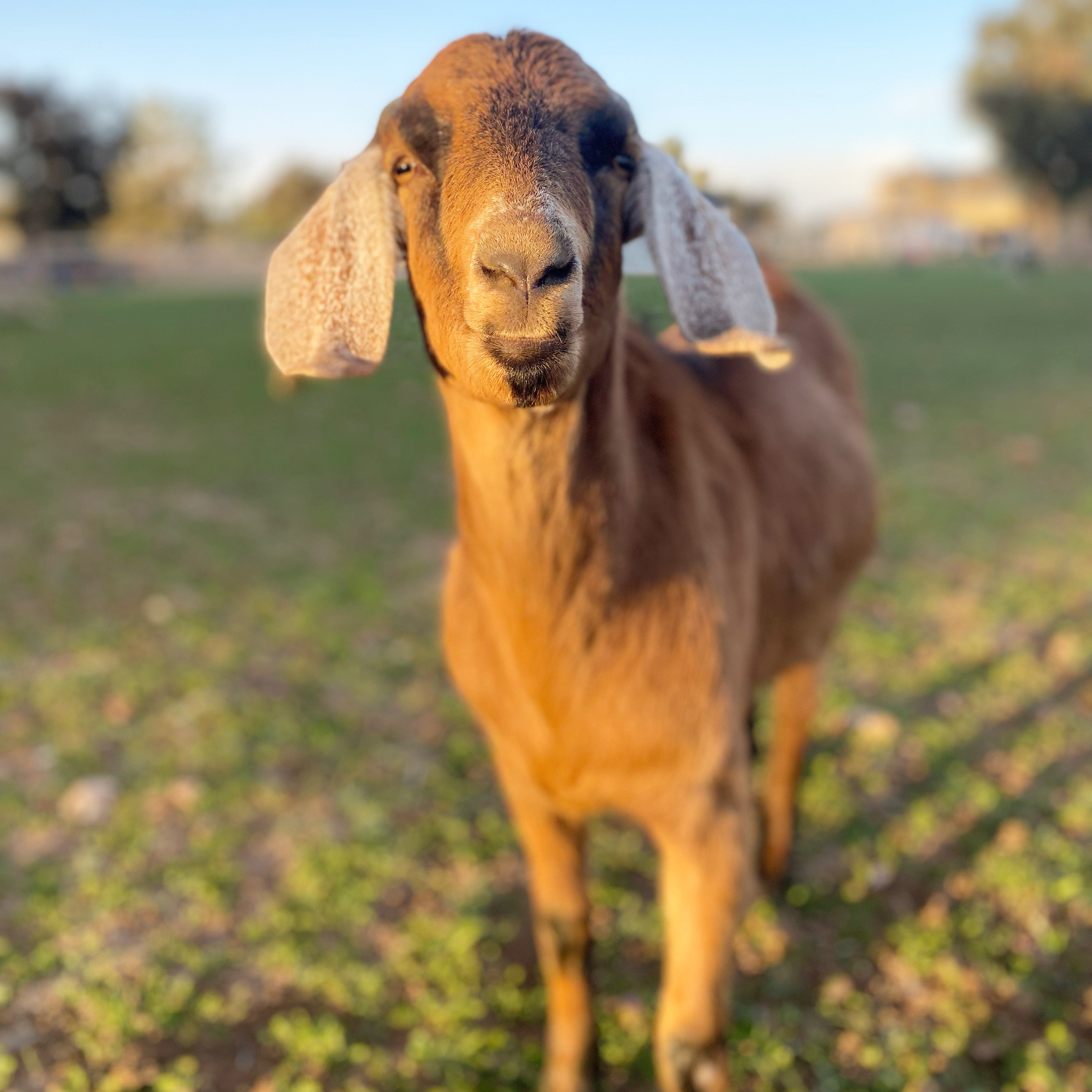 Veterinary Services Nonprofits and Charities | GreatNonprofits