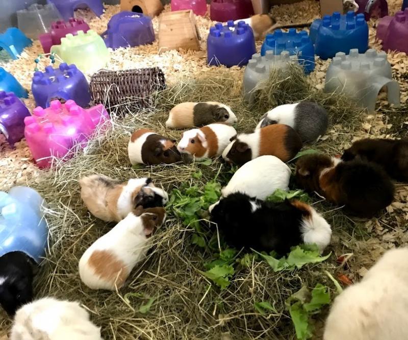 Critter Camp Exotic Pet Sanctuary Reviews and Ratings German Valley