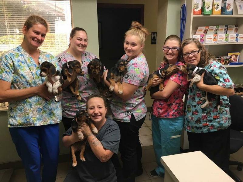 Tlc Petsnip Inc Reviews and Ratings Lakeland, FL Donate, Volunteer