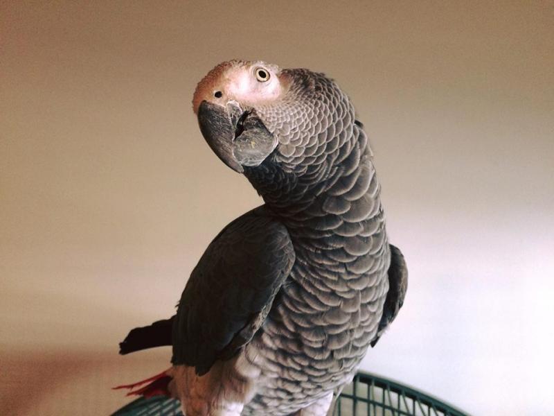 Wings Of Love Parrot Rescue Center Of The Bluegrass Inc Reviews and