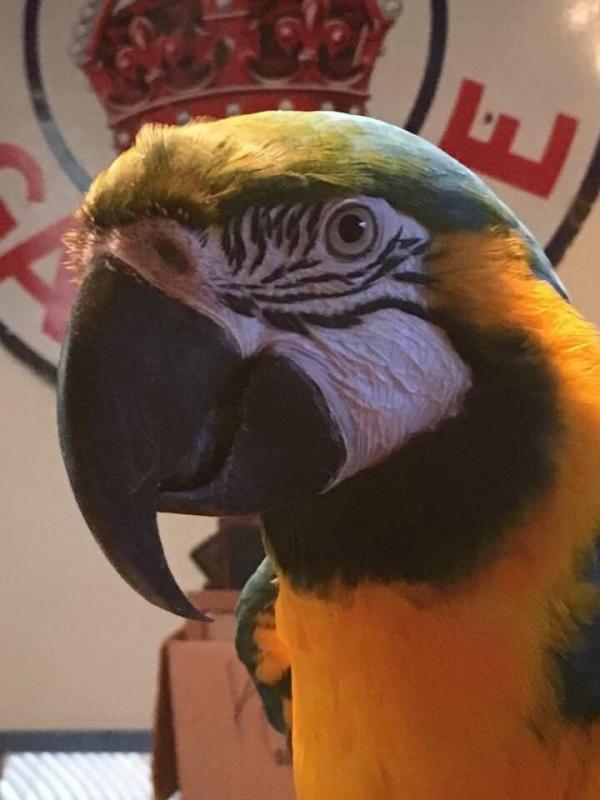 Wings Of Love Parrot Rescue Center Of The Bluegrass Inc Reviews and