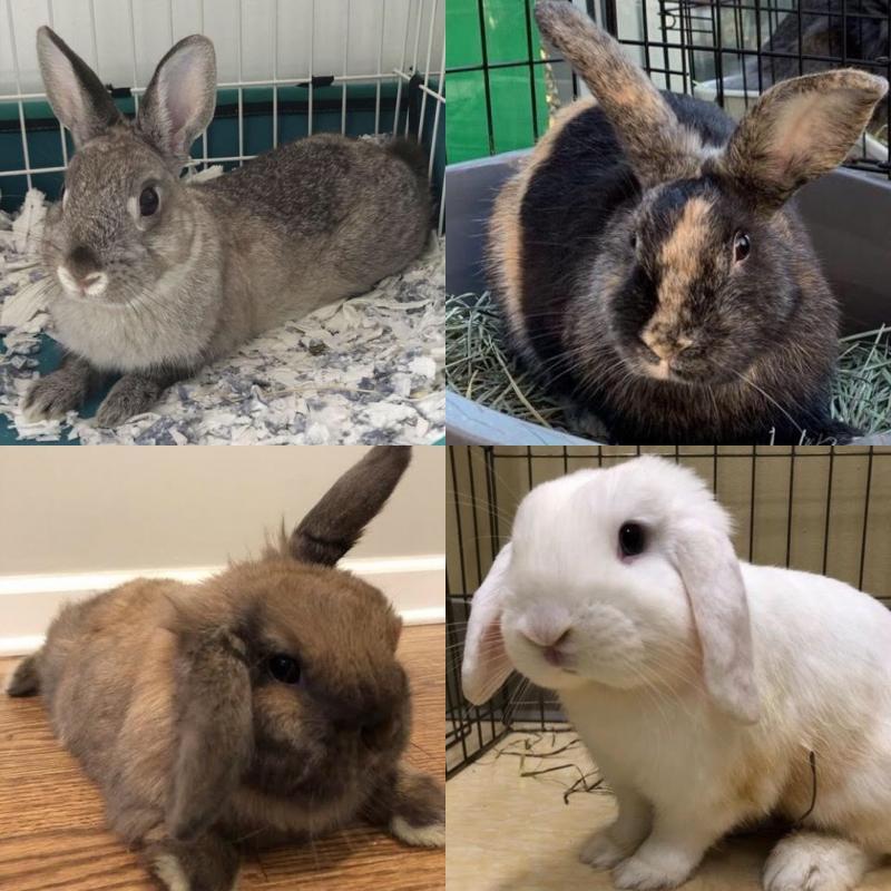 All About Rabbits Rescue, Inc. Reviews and Ratings FOREST HILLS, NY