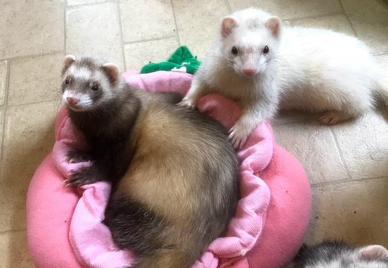 Critter Camp Exotic Pet Sanctuary Reviews and Ratings