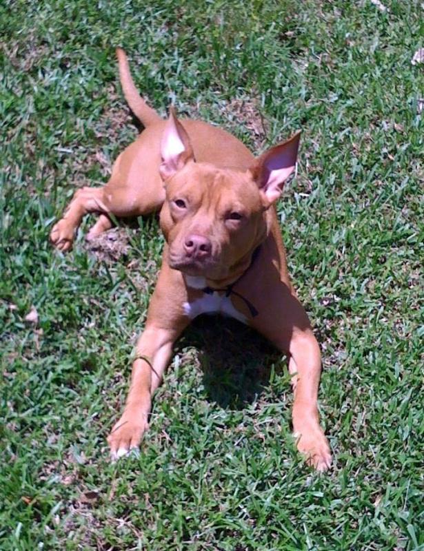 Search Box Image