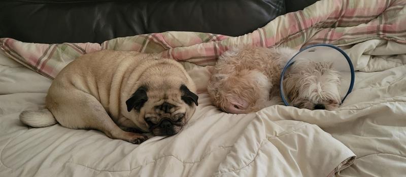 Pet Assistance, Inc. Reviews and Ratings | New Preston, CT | Donate ...