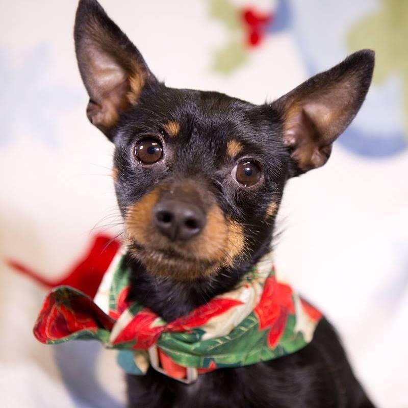 Harmony New Beginnings Animal Rescue Reviews and Ratings Sheridan, OR