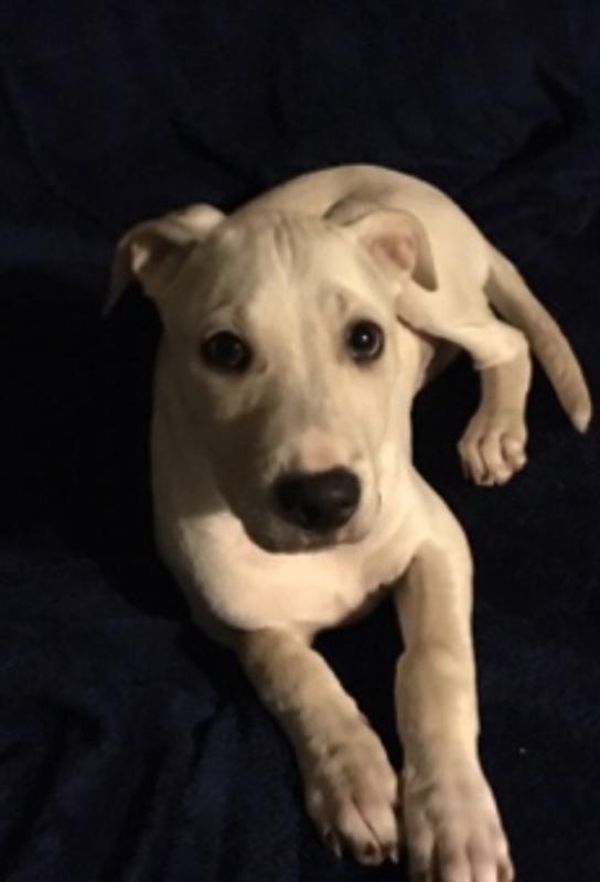 Broken Arrow Animal Welfare Photos All