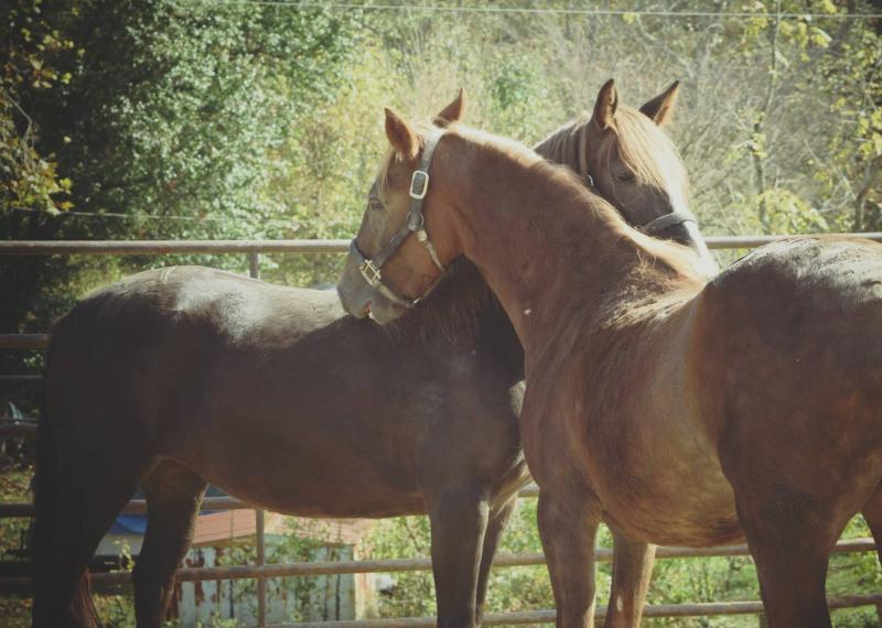 West Virginia Horse Network Reviews and Ratings Elkview, WV Donate