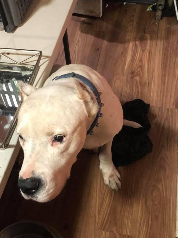 Quan's Dogo Argentino - Courage
