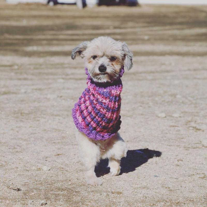 Marley's Mutts Dog Rescue Reviews and Ratings Tehachapi, CA Donate