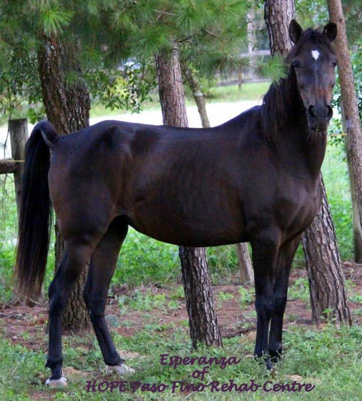 HOPE Paso Fino Rehab Centre, Horse Rescue aka Colored Horses On Parade