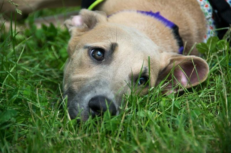 Friends With Four Paws Foundation Of The Chickasha Animal Welfare Di