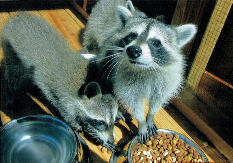 Raccoon Rescue of the Valleys Reviews and Ratings Vinton, VA Donate