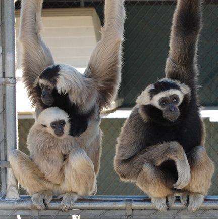 Gibbon Conservation Center Reviews and Ratings | Santa Clarita, CA |  Donate, Volunteer, Review | GreatNonprofits