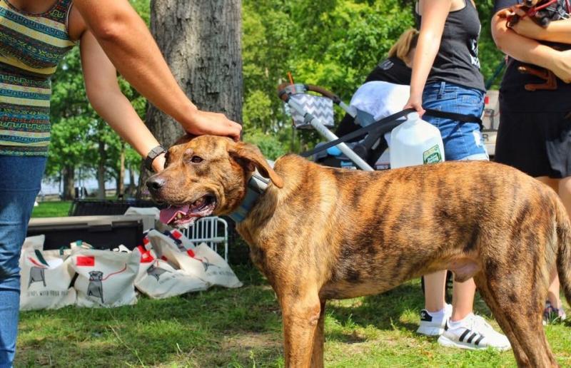 Friends With Four Paws Foundation Of The Chickasha Animal Welfare Di