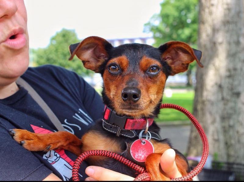 Friends With Four Paws Foundation Of The Chickasha Animal Welfare Di