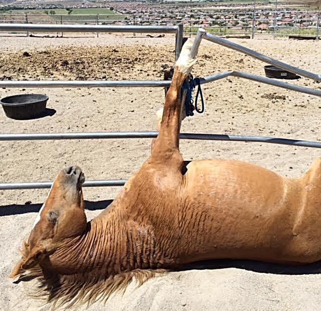 Wild Horse Connection Reviews and Ratings Reno, NV Donate