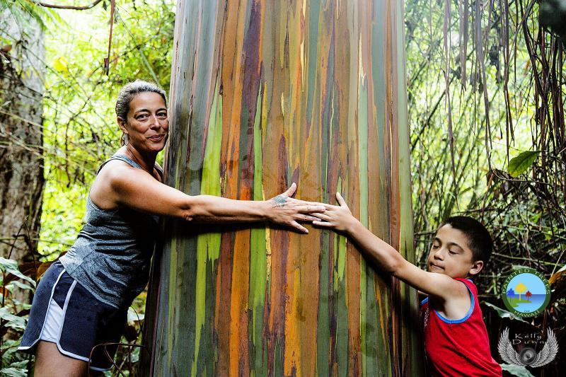 Painted Trees Of Hawaii Kona Cloud Forest Reviews and Ratings