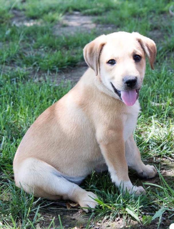 Barc Broken Arrow Rescue Corp Reviews and Ratings Broken Arrow, OK