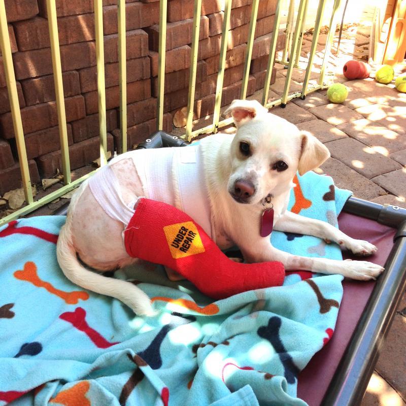 Lucky Pup Dog Rescue Com nonprofit in San Diego, CA Volunteer, Read