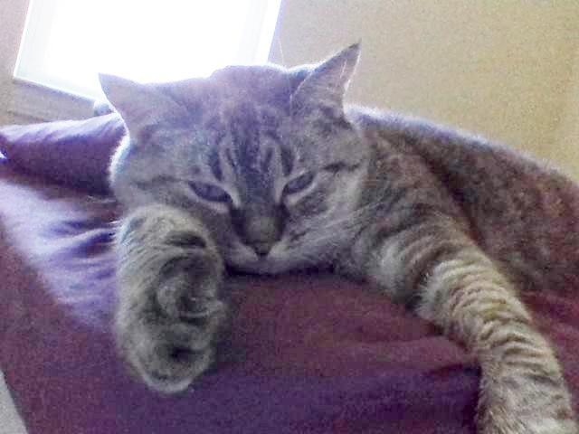 Pet Assistance, Inc. Reviews and Ratings | New Preston, CT | Donate ...