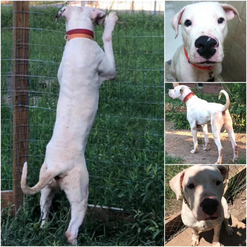 Soldiers For Strays Rescue & Rehab Reviews and Ratings Sylacauga, AL