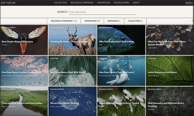 Search Box Image