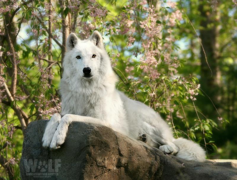 Wolf Conservation Center Inc Reviews and Ratings South Salem, NY
