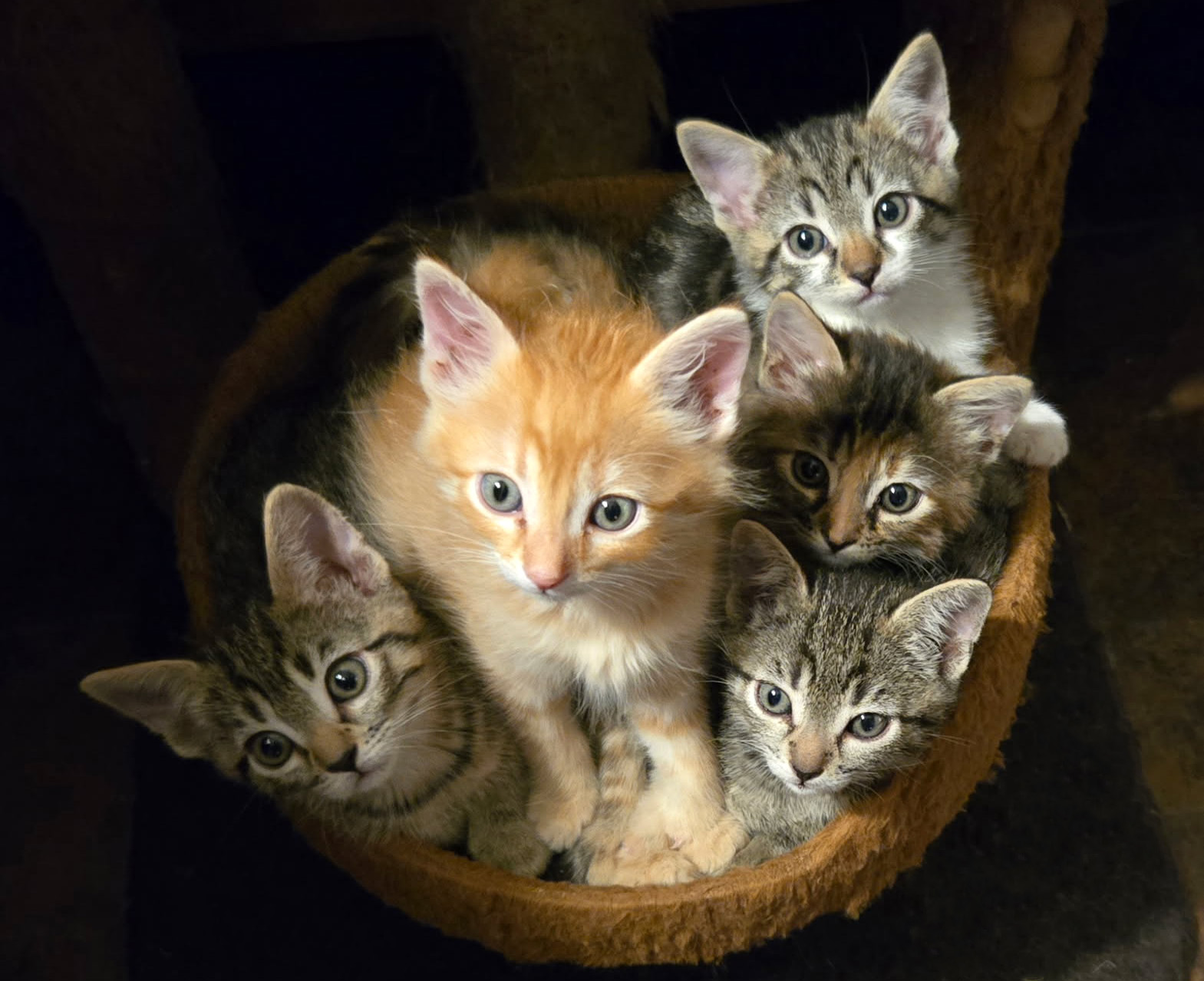 Search Box Image