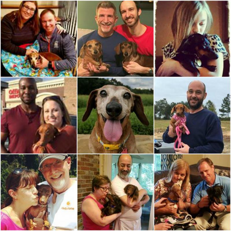 Dream Dachshund Rescue Atlanta Georgia Reviews And Ratings Marietta Ga Donate Volunteer Review Greatnonprofits