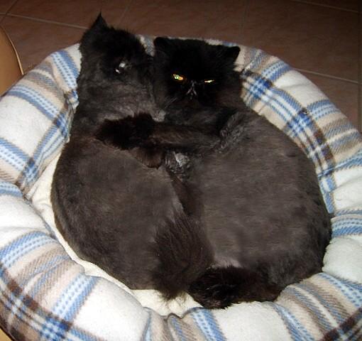 AJs Best Friends Persian Himalayan Rescue Reviews And Ratings 