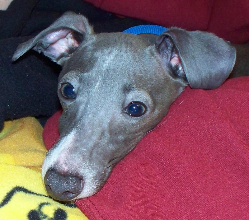 Italian Greyhound Rescue Foundation Inc Reviews and Ratings North