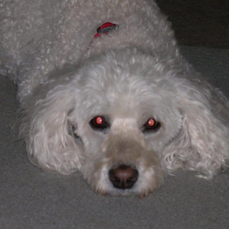 Raccoon Valley Animal Sanctuary & Rescue Reviews and Ratings | Boone