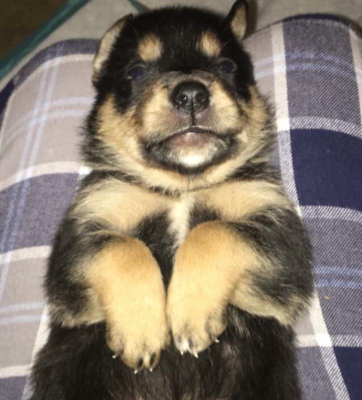 Barc Broken Arrow Rescue Corp Reviews and Ratings Broken