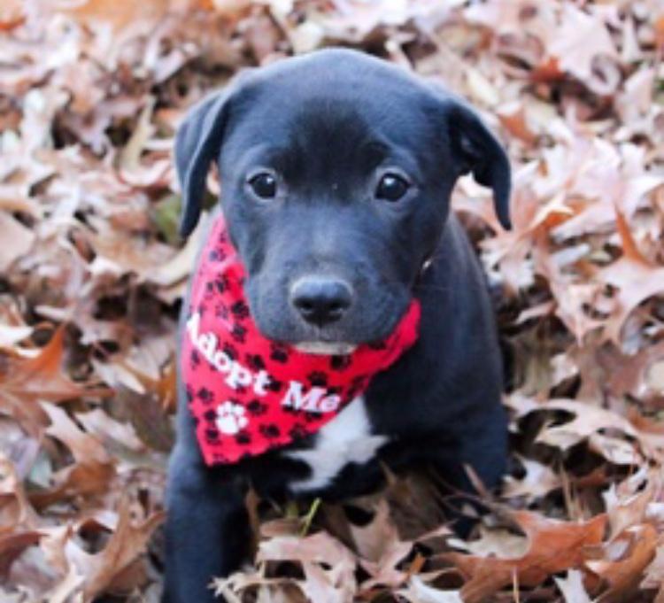 Barc Broken Arrow Rescue Corp Reviews and Ratings Broken