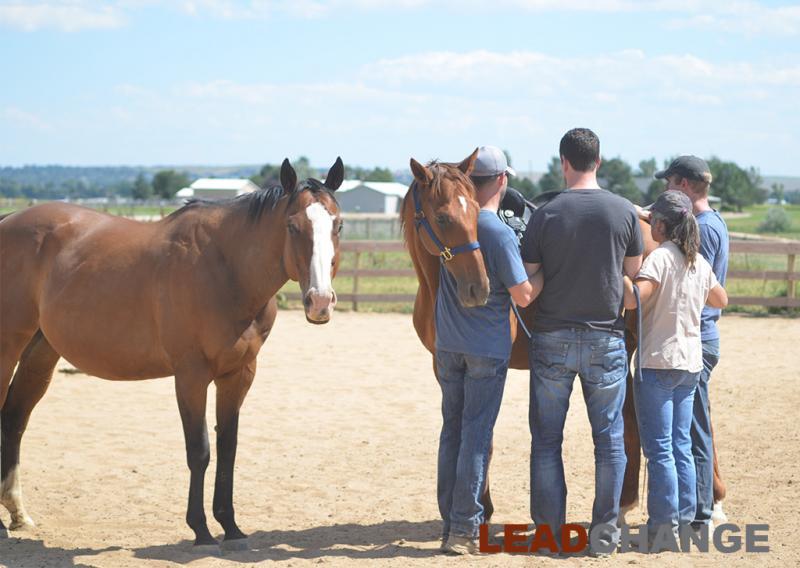 Colorado Horse Rescue Reviews and Ratings Longmont, CO Donate