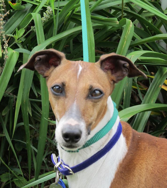 Italian Greyhound Rescue Foundation Inc Reviews and Ratings North