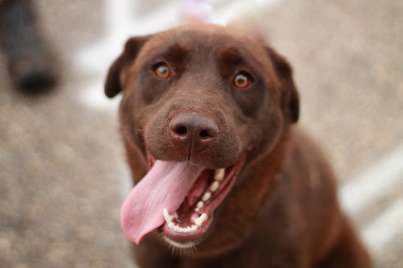 Second Chance Animal Services Inc FKA Second Chance Animal Shelter Inc