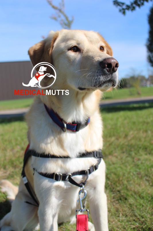 Medical Mutts Service Dogs Inc Reviews and Ratings Indianapolis, IN Donate, Volunteer