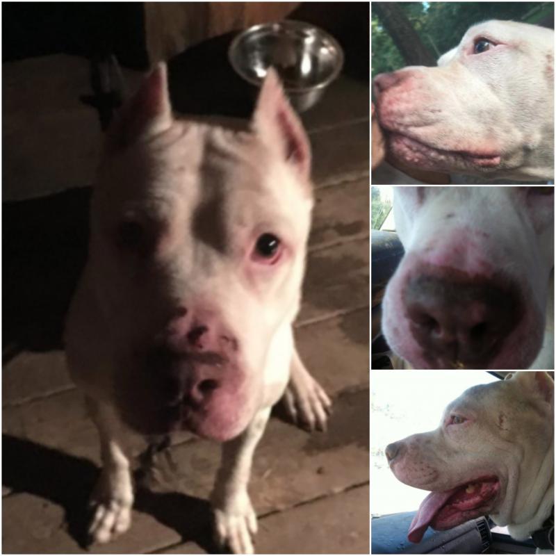 Soldiers For Strays Rescue & Rehab Reviews and Ratings Sylacauga, AL