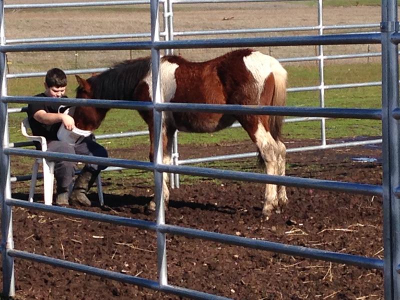 SAVE THEM ALL HORSE RESCUE Reviews and Ratings Elk Grove, CA Donate