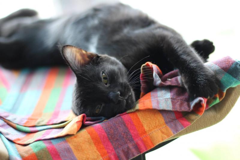 Tenth Life Cat Rescue Reviews and Ratings Saint Louis, MO Donate